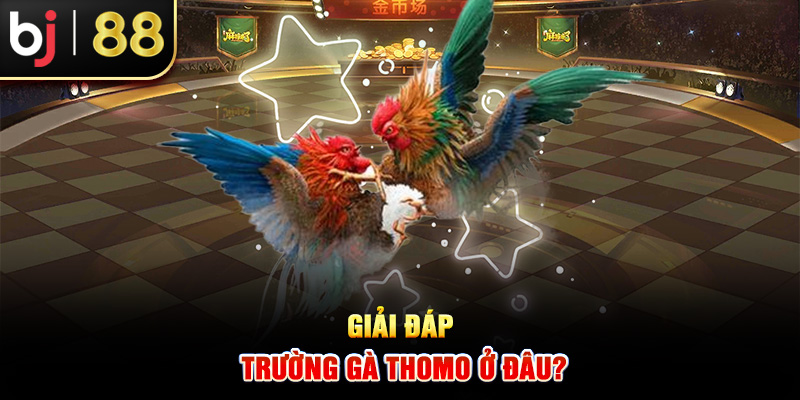 Giải đáp trường gà Thomo ở đâu?