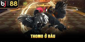 Thomo ở đâu